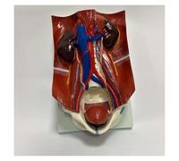 Modelo anatómico, Modelo de sistema urinarioModelo anatómico del médico humanoUtilizado for exhibición enseñanza y capacitación hospitalaria