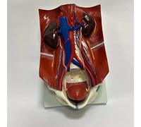 modelo anatómico, Modelo del sistema urinario, modelo anatómico humano, utilizado for la enseñanza y formación en hospitales