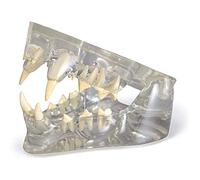 modelo anatómico, Modelo dental felino transparente - Réplica anatómica de la mandíbula del gato Dientes for uso veterinario, herramienta educativa