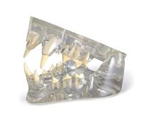Modelo anatómico, Modelo Dental felino Transparente - Réplica anatómica de la mandíbula del Gato Dientes for Uso Veterinario, Herramienta educativa