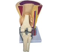 modelo anatómico, Modelo didáctico de rodilla con piel, ligamentos, esqueleto y músculos for estudio exhibición. anatómico órgano médico