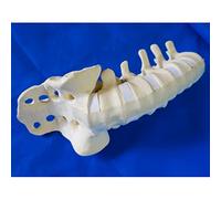 Modelo anatómico, Modelo médico anatómico de columna lumbar, modelo esqueleto humano tamaño natural 1:1, vertebral for educación en comunicación médico-paciente