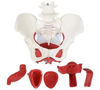 Modelo anatómico, Modelo médico anatómico de pelvis femenina con órganos extraíbles, 6 partes, tamaño natural for material didáctico visual