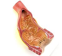 Modelo anatómico, Modelo médico anatómico del órgano rectoMaterial de PVCCirugía anorrectal Enseñanza formación especialistas generales