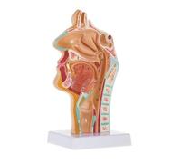 Modelo Anatómico, Modelo Médico Anatómico Humano De La Anatomía De La Garganta De La Cavidad Nasal para La Enseñanza De La Exhibición del Estudio del Aula De La Ciencia Fines Didácticos