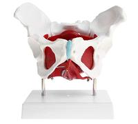 Modelo anatómico Modelo pélvico, Modelo anatómico de Pelvis a tamaño Real, Femenino con músculos for anatomía, óseo for exhibición en aulas y consultorios médicos