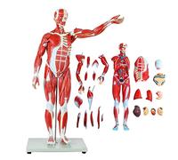 Modelo anatómico Muscular 78 Cm/30,7 Pulgadas Ciencia de la anatomía Humana ser Humano Modelo Desmontable Modelo anatómi
