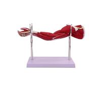 Modelo anatómico muscular de miembro superior humano de tamaño 1/2, modelo de exhibición de estructura muscular de brazo desmontable de 5 partes con marcas numeradas y base de soporte