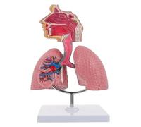 Modelo anatómico nasal y faríngeo humano, modelo de pulmón humano, herramienta didáctica for el estudio de estudiantes, ampliamente utilizado en medicina y biología.