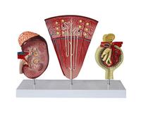 modelo anatómico， Nephron Glomerular Urinary System Anatomical Model for School Teaching Display Lab