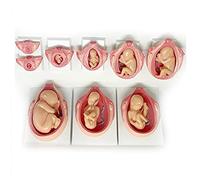 Modelo anatómico órganos del Embarazo, Modelo Desarrollo fetal Humano, Modelo anatómico la Pelvis del Embarazo, Modelos fetos del 1.º al 9.º educación médica sobre fertilidad, Modelo Esqueleto.