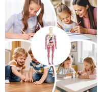 Modelo anatómico para niños, juguetes científicos para el cuerpo humano - Anatomía Materiales blandos Cómo funciona el cuerpo | Inicio Aprendizaje Guardería Escuela Guardería Un kit de aprendizaje que