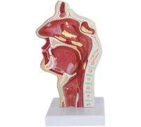 Modelo anatómico patológico de garganta nasal oral, réplica de garganta y nariz humana magnificada, for laboratorio de biología y presentación educativa en el aula