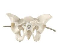 Modelo anatómico pélvico femenino para entrenamiento de partería, herramienta de estudio de obstetricia desmontable para estudiantes, modelo de pelvis femenina