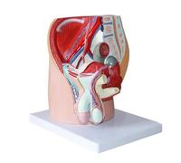 Modelo anatómico pélvico masculino a tamaño natural con sistemas reproductivo y urinario. Sección sagital media con marcas numeradas. Modelo de órgano