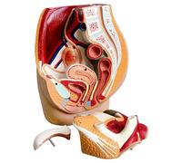 Modelo Anatómico Pelvis Femenina, Modelo de Anatomía Humana Sección Sagital de la Pelvis Reproductora Femenino, Tamaño Natural, Extraíble de 3 piezas, Para la Enseñanza Médica
