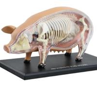 Modelo anatómico porcino 4D: 19 órganos desmontables for demostraciones médicas y docencia.