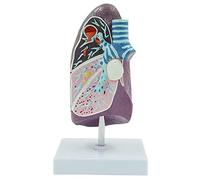 Modelo anatómico pulmonar, tamaño real 2/3 para investigación médica y enseñanza, ideal para comunicación médico-paciente