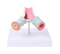 Modelo anatómico realista de bronquios de 4.9 pulgadas con estante de exhibición ideal para la escuela, hospital, L Bronquios