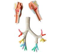 Modelo anatómico respiratorio humano de 3 partes para enseñanza médica y estudio con manual numerado (idioma español no garantizado)