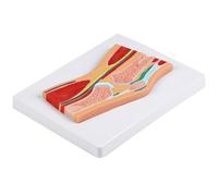 Modelo anatómico seccional de articulación de rodilla, anatomía realista de articulación de PVC para educación de anatomía, entornos clínicos, PVC