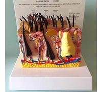 modelo anatómico， Sick Dog Skin Anatomical Model, Animal, Teaching For Study