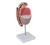 Modelo anatómico testicular masculino ampliado 3,5 veces. Sección sagital detallada que muestra las estructuras internas for la formación en urología