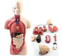 Modelo anatómico | Torso humano de 28 cm | Corazón, cerebro y esqueleto | Herramienta educativa for facultades de medicina