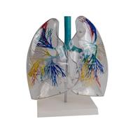 Modelo anatómico transparente de los pulmones humanos respiratorios, modelo de anatomía de segmentos pulmonares para enseñanza médica, modelo pulmonar para fines de investigación