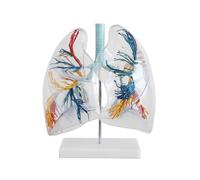 Modelo anatómico transparente del pulmón humano con árbol bronquial y órgano sistema respiratorio pulmonar