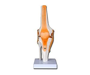 Modelo artcolazione rodilla, para didáctica, fisioterapisti, médicos, estudiantes