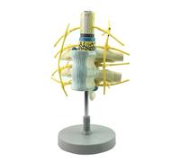 Modelo avanzado de columna vertebral con médula espinal y nervios para estudios de estructura de formación clínica Sustancia de PVC permanente de la estructura de la columna vertebral humana