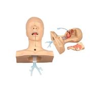 Modelo Avanzado De Entrenamiento En Succión (Cavidad Nasal y Oral): Ideal para La Aspiración De Esputo, La Educación De Pacientes y La Enseñanza