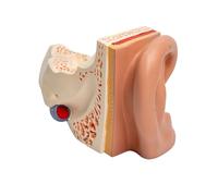 Modelo Avanzado Del Modelo Anatómico Del Oído De La Anatomía Del Oído Humano Muestra La Estructura Interna Exterior Para Enseñar Instrumentos De Entrenamiento