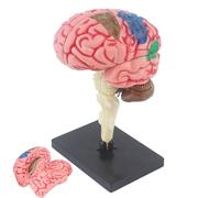 Modelo Cerebral Humano - Modelo Cerebral Anatómico 3D Para Psicología Y Biología | Cerebro Enseñanza Código De Colores Con Base De Exposición Para Enseñanza, Investigación, Proyectos Científicos, L