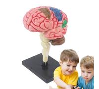 Modelo Cerebro Para Psicología, Modelo Anatómico Enseñanza Con Modelo Con Base De Pantalla, Modelo De Anatomía De Enseñanza Codificada Por Colores Para Identificar Las Funciones Cerebrales, Cerebro De