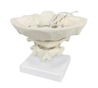 Modelo cervical, cinturón occipital, atlas y eje auxiliar, modelo de columna cervical humana for la enseñanza y formación médica. moldes de enseñanza