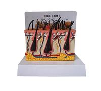 Modelo científico anatómico animal - patológico de piel perro, Material PVC enseñanza educativa médica for ayuda a la formación