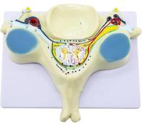 Modelo científico de columna vertebral de la quinta vértebra cervical ampliada, sección transversal espinal extendida, 40 estructuras anatómicas etiquetadas y estructuras internas detalladas, for que