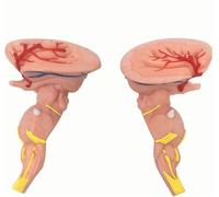 Modelo científico del Sistema nervioso Central de anatomía Humana. Modelo del Cerebro con Aumento de 3X for enseñanza Experimental médica.