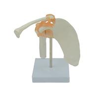 Modelo científico médico de anatomía de hombro con base de ligamentos funcionales para estudio de exhibición de educación en el aula, modelo de articulación de hombro con ligamentos para estudio de