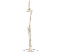 Modelo colgante de esqueleto de miembro de PVC con articulación sacroilíaca de cadera para enseñanza de anatomía clínica modelo de anatomía