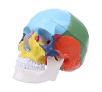 Modelo colorido de calavera humana de tamaño real, anatomía anatómica, enseñanza médica, modelo de enseñanza esquelética
