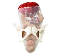 Modelo Combinado De Parto Fetal Con Pelvis Y Bebé Separables. Herramienta De Simulación Dinámica Del Parto. Modelo De Formación De Partería Femenina For La Práctica Docente