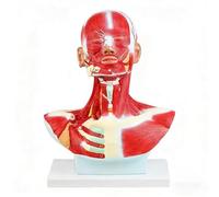 Modelo completo de anatomía humana de cabeza y cuello con músculos superficiales, modelo anatómico de cabeza de tamaño real, estructuras neurovasculares de calavera para cirujanos, modelo educativo de