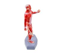 Modelo completo de estructura muscular de anatomía del cuerpo humano, tamaño de 20 cm, adecuado para enseñanza, entrenamiento y aprendizaje personal, herramienta educativa de anatomía