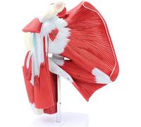 Modelo con musculoso, Modelo Completo de Musculatura del Hombro con Base - Manguito rotador a músculos subescapulares - Herramienta educativa de anatomía
