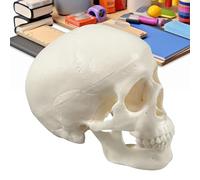 Modelo Cráneo Humano Decoración de Cabeza de Esqueleto de Halloween