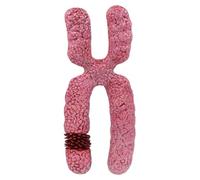 Modelo cromosómico X para estudio de biología, orgánulo de estructura submicroscópica de meiosis, modelo médico cromosómico humano, 5.91 x 5.91 x 14.57 pulgadas