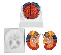 Modelo de 2 Partes del Cerebro Modelo anatómico del Cerebro Humano de tamaño Real codificado por Colores con Base de Pan